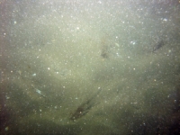 Image of seabed - photo.