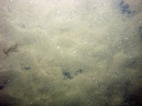 Image of seabed - photo.