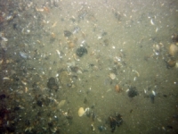 Image of seabed - photo.