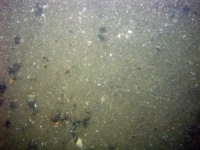 Image of seabed - photo.