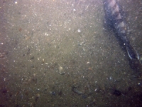 Image of seabed - photo.