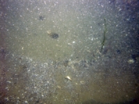 Image of seabed - photo.