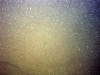 Image of seabed - photo.