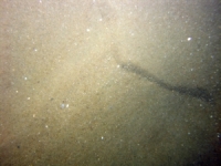 Image of seabed - photo.