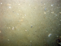 Image of seabed - photo.