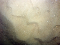 Image of seabed - photo.