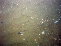 Image of seabed - photo.