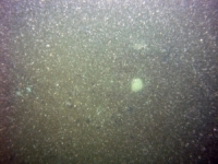 Image of seabed - photo.