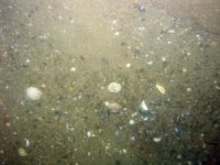 Image of seabed - photo.