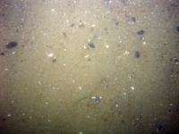 Image of seabed - photo.