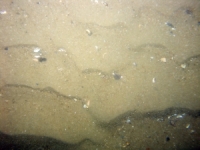 Image of seabed - photo.