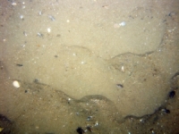 Image of seabed - photo.