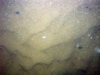 Image of seabed - photo.