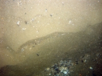 Image of seabed - photo.