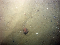 Image of seabed - photo.