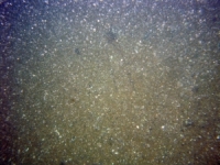 Image of seabed - photo.