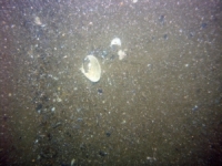 Image of seabed - photo.