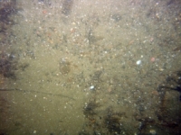 Image of seabed - photo.