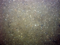 Image of seabed - photo.