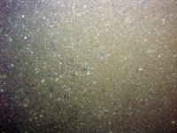 Image of seabed - photo.