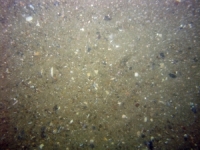 Image of seabed - photo.