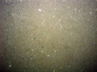 Image of seabed - photo.