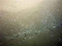 Image of seabed - photo.