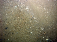 Image of seabed - photo.