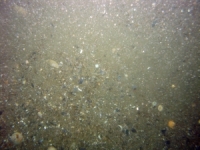 Image of seabed - photo.