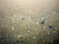 Image of seabed - photo.