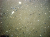 Image of seabed - photo.