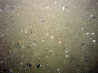 Image of seabed - photo.