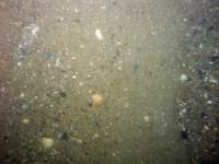 Image of seabed - photo.