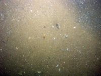 Image of seabed - photo.