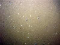 Image of seabed - photo.