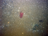 Image of seabed - photo.