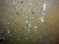 Image of seabed - photo.