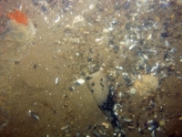 Image of seabed - photo.