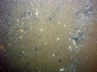 Image of seabed - photo.