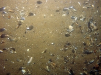 Image of seabed - photo.