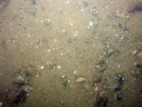 Image of seabed - photo.