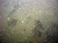 Image of seabed - photo.