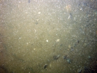 Image of seabed - photo.