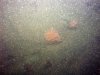 Image of seabed - photo.