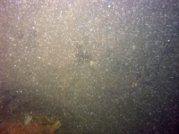 Image of seabed - photo.