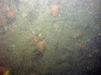 Image of seabed - photo.