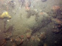 Image of seabed - photo.