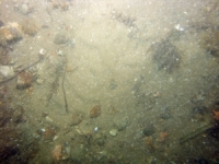 Image of seabed - photo.