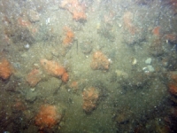 Image of seabed - photo.