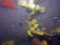 Image of seabed - photo.